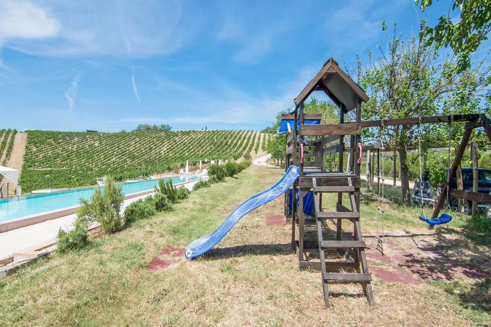 Viola-Jardins en été