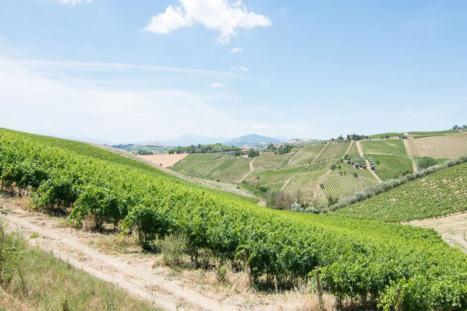Viola-Zones été à 5 km