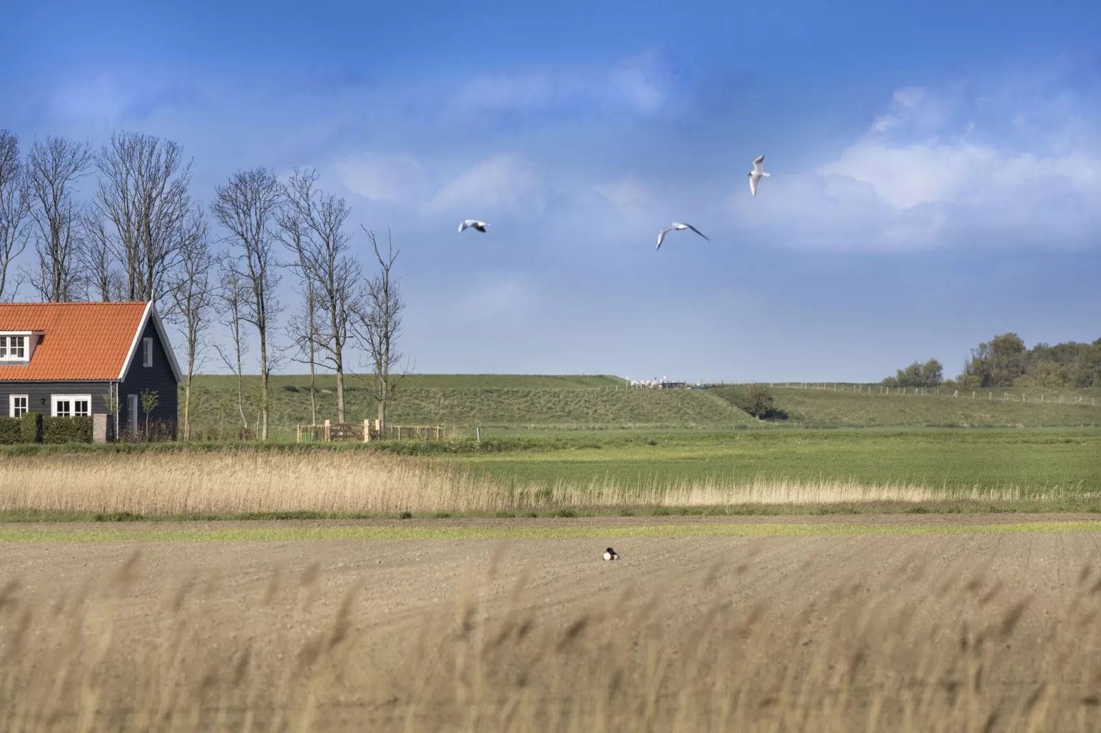 Groeneweg 4-View summer