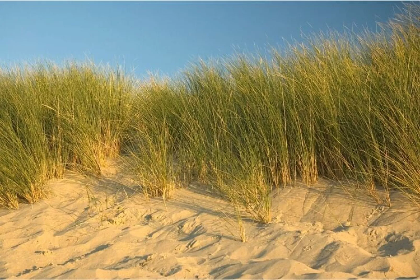 6 persoons vrijstaand met sauna/hond-Areas summer 5km