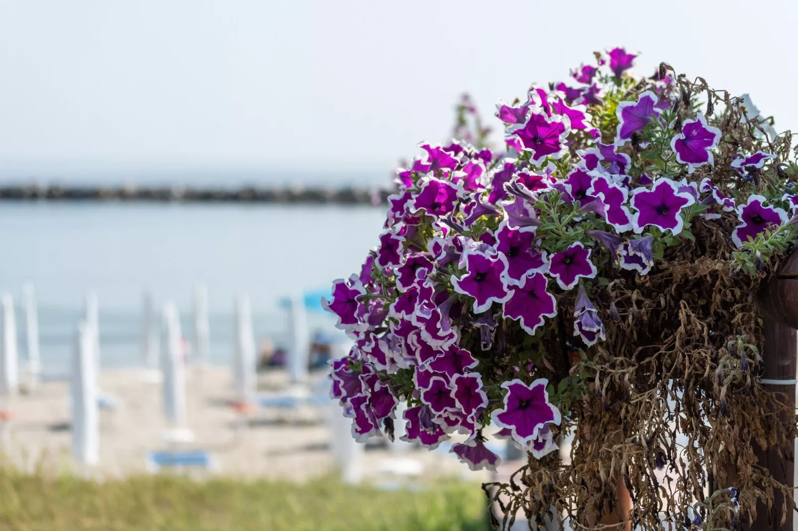 Adriatico Superior-Ambiente