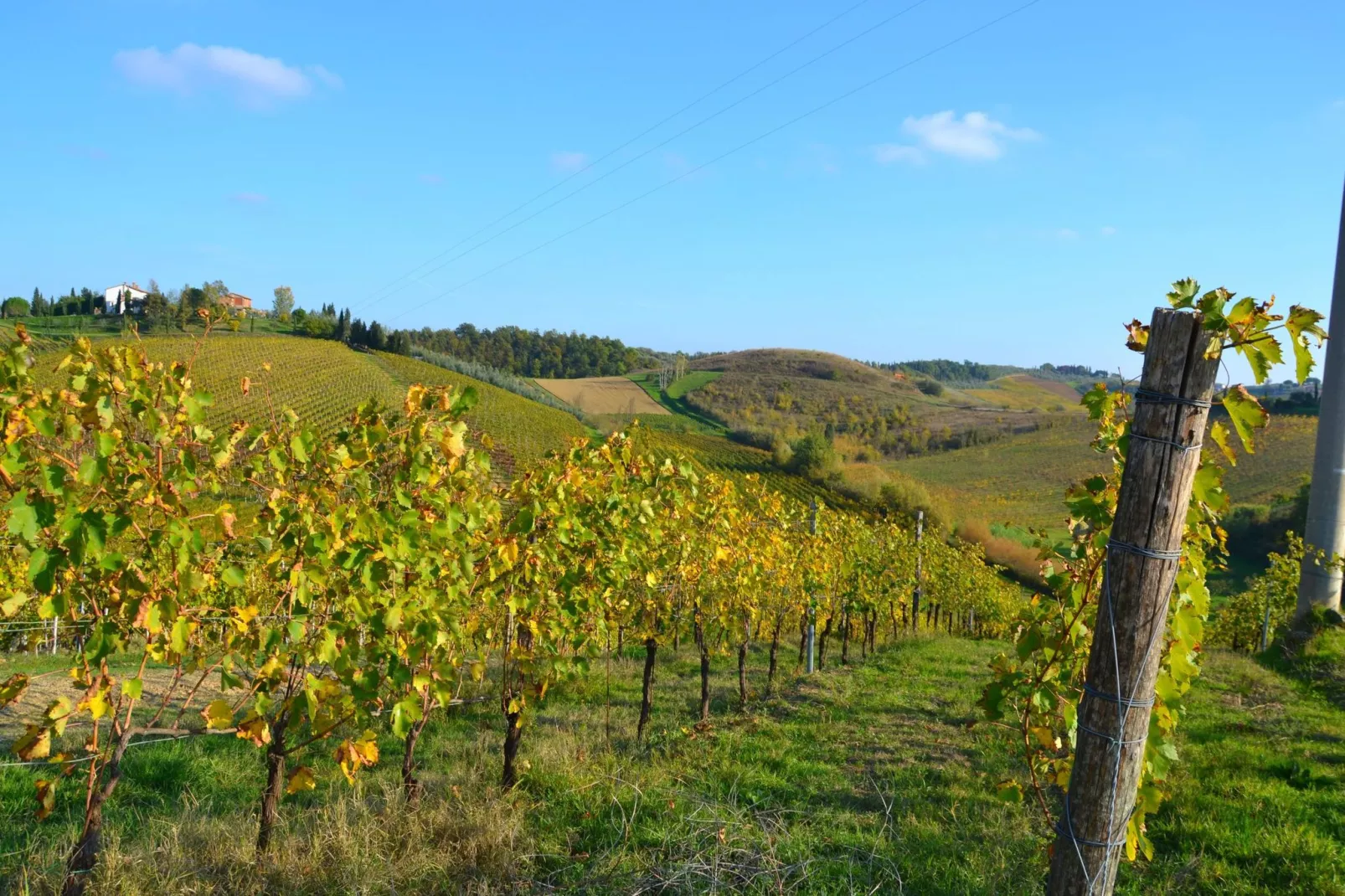 Papavero-Areas summer 1km