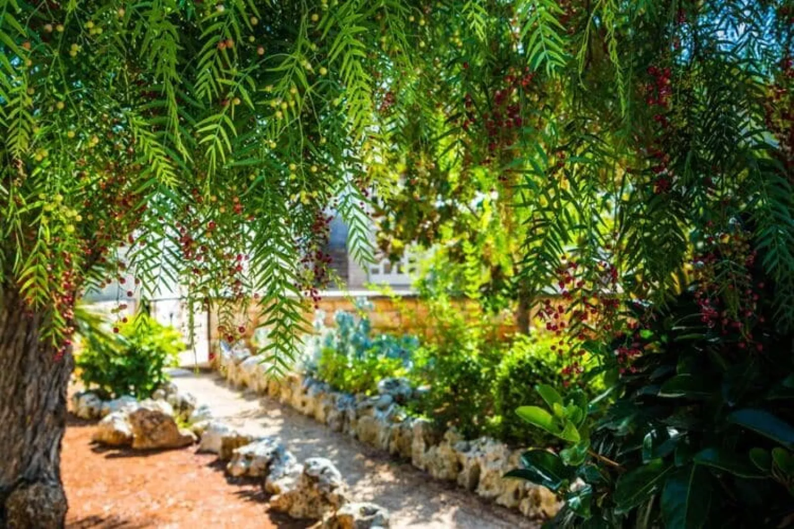 Trullo Cittadino Cisternino-Gardens summer