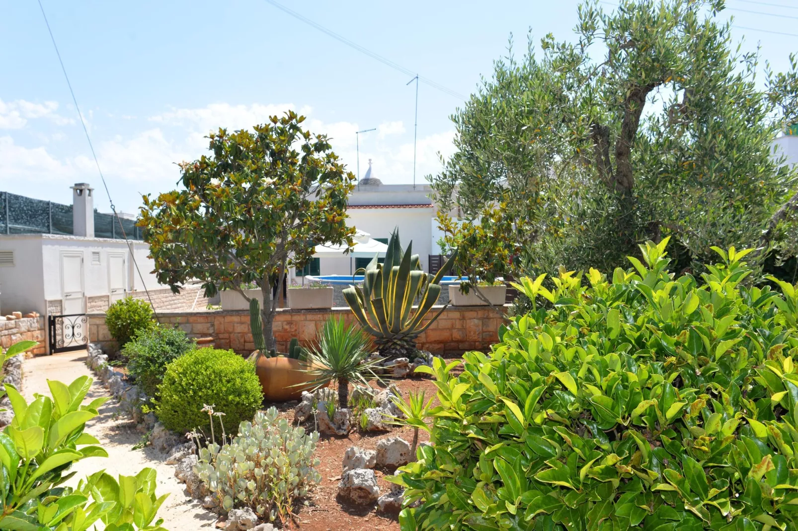 Trullo Cittadino Cisternino-Gardens summer