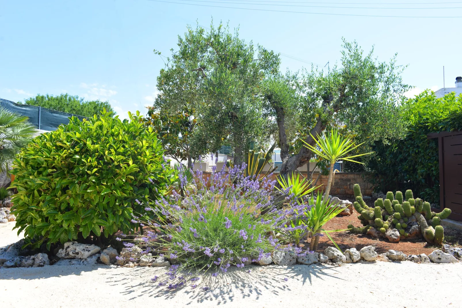 Trullo Cittadino Cisternino-Gardens summer
