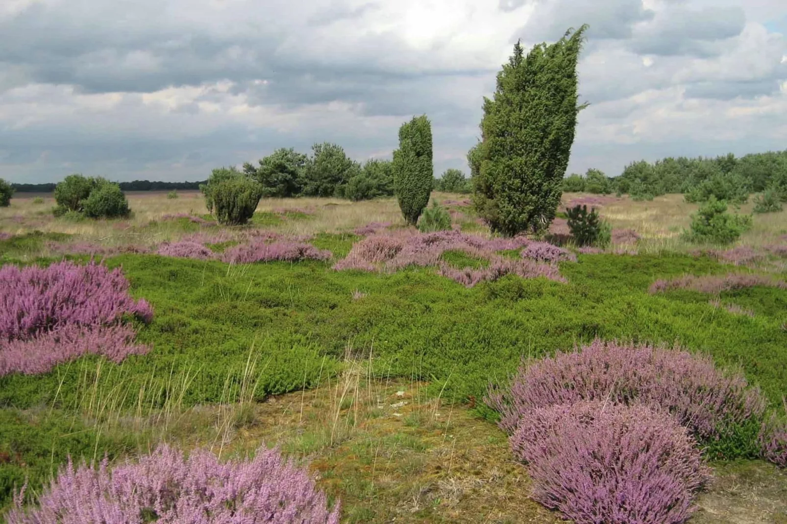 Natuurhuis Dichtbij-Areas summer 5km
