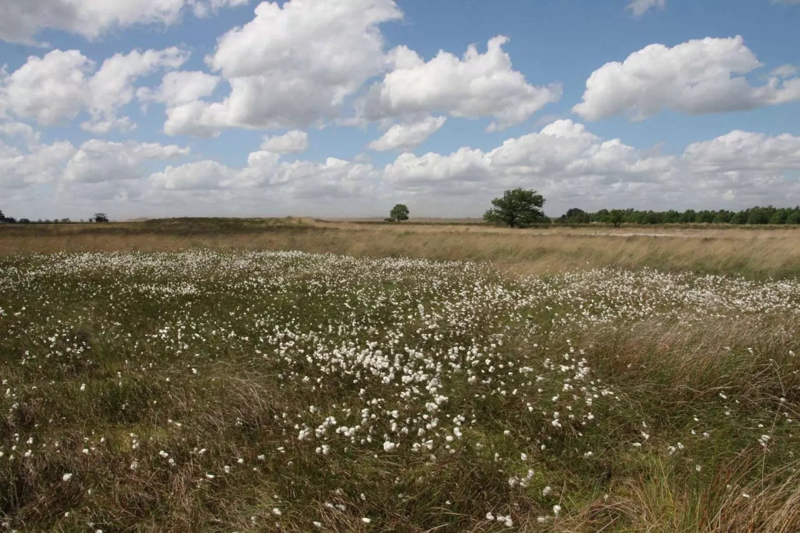 Natuurhuis Dichtbij-Areas summer 5km