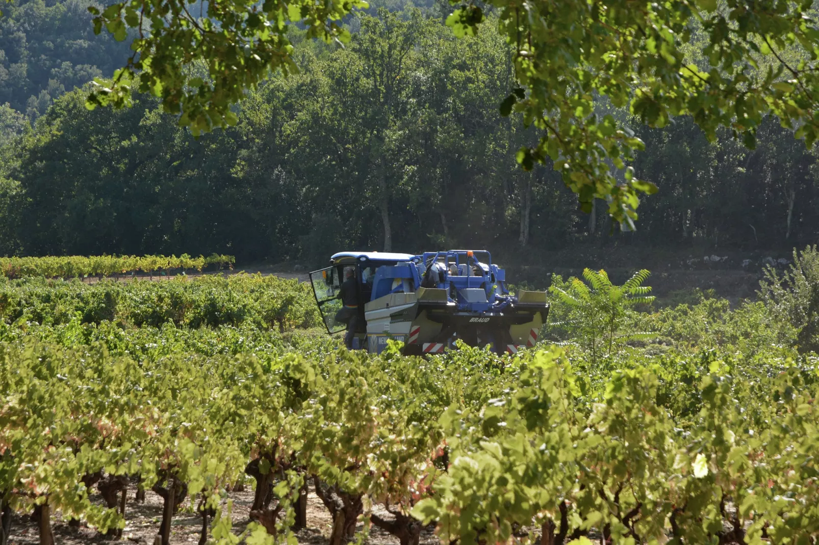 Les Chênes- SAINT-BRÈS-Areas summer 5km