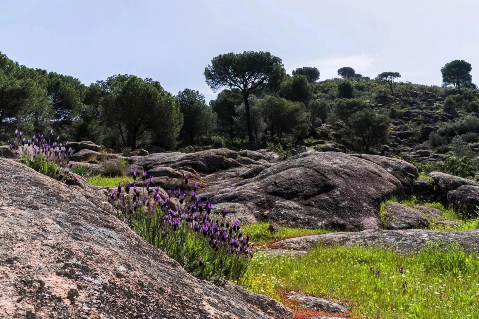 FH in las Jaras - CT 113 CO 8 PAX-Areas summer 5km