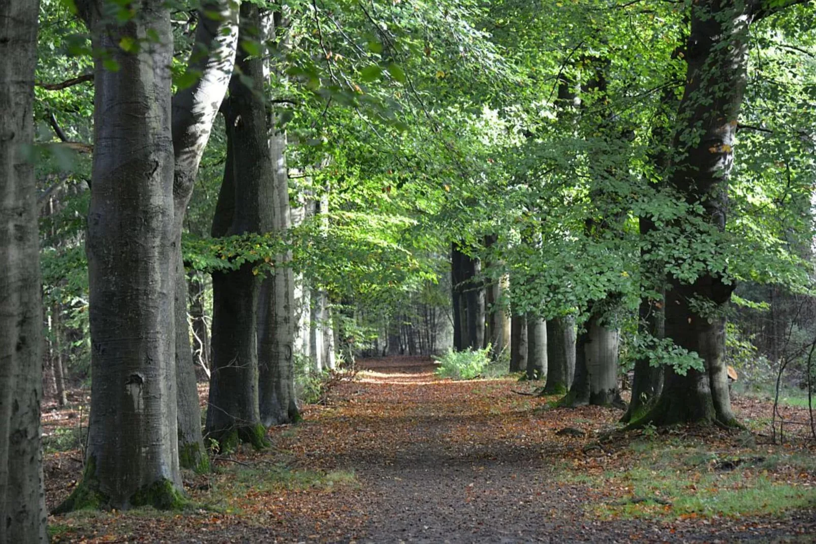 BOSCH-RIJCK 12 SCILLA-Areas summer 1km