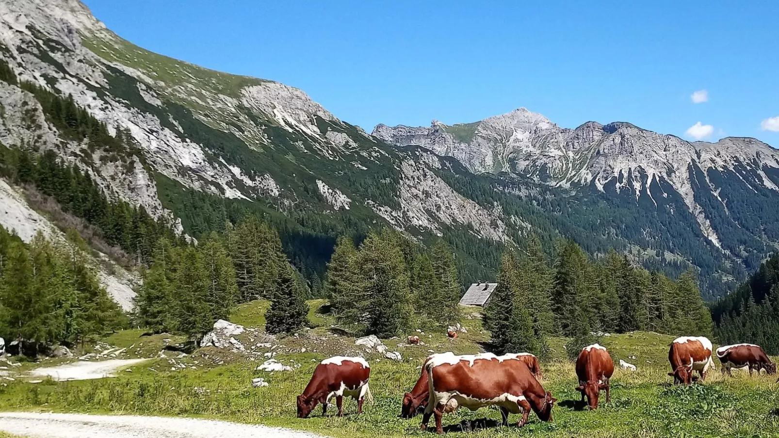 Wolfgangchalet B-Areas summer 5km