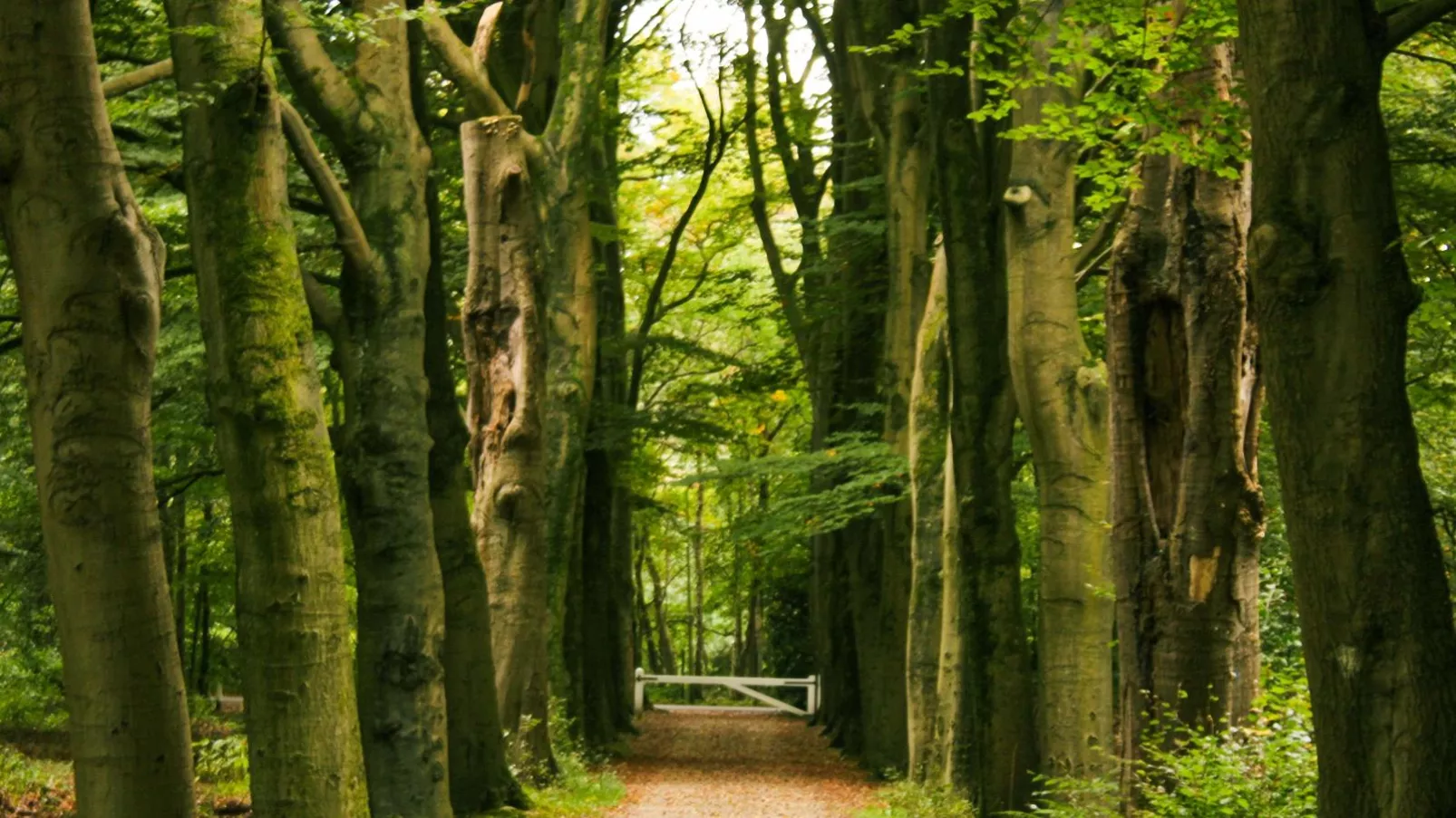 Vakantiehuis Vos-Gebiete Sommer 5 km