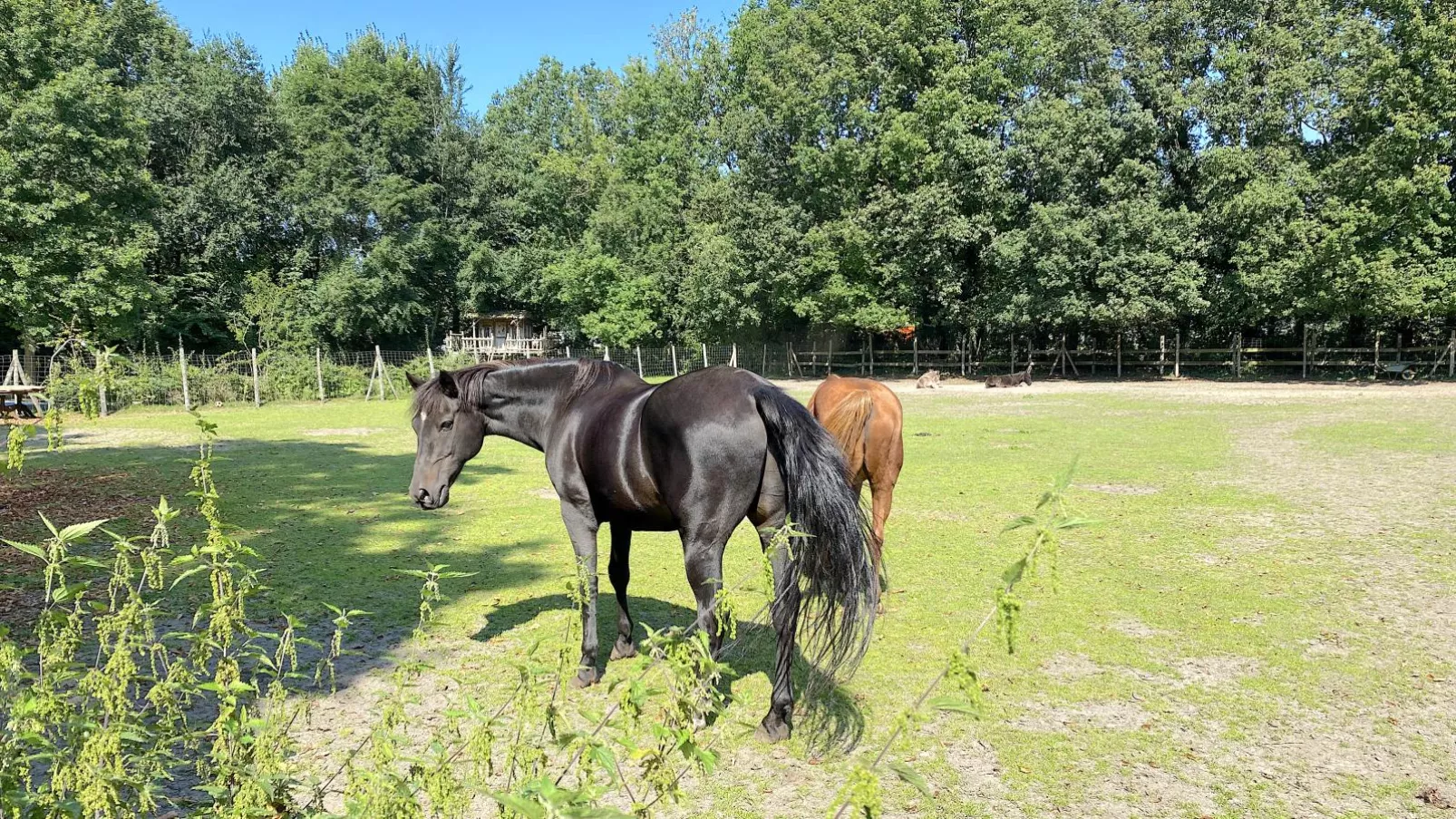 Pipowagen het Oventje-Areas summer 1km
