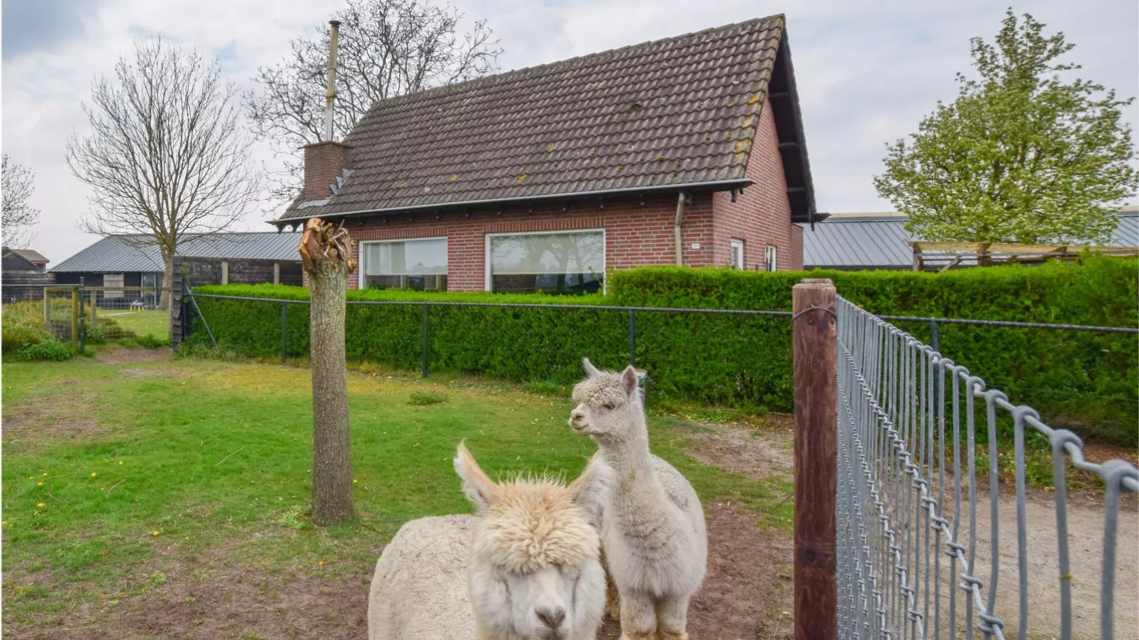 Alpacafarm Vorstenbosch-Exterior summer
