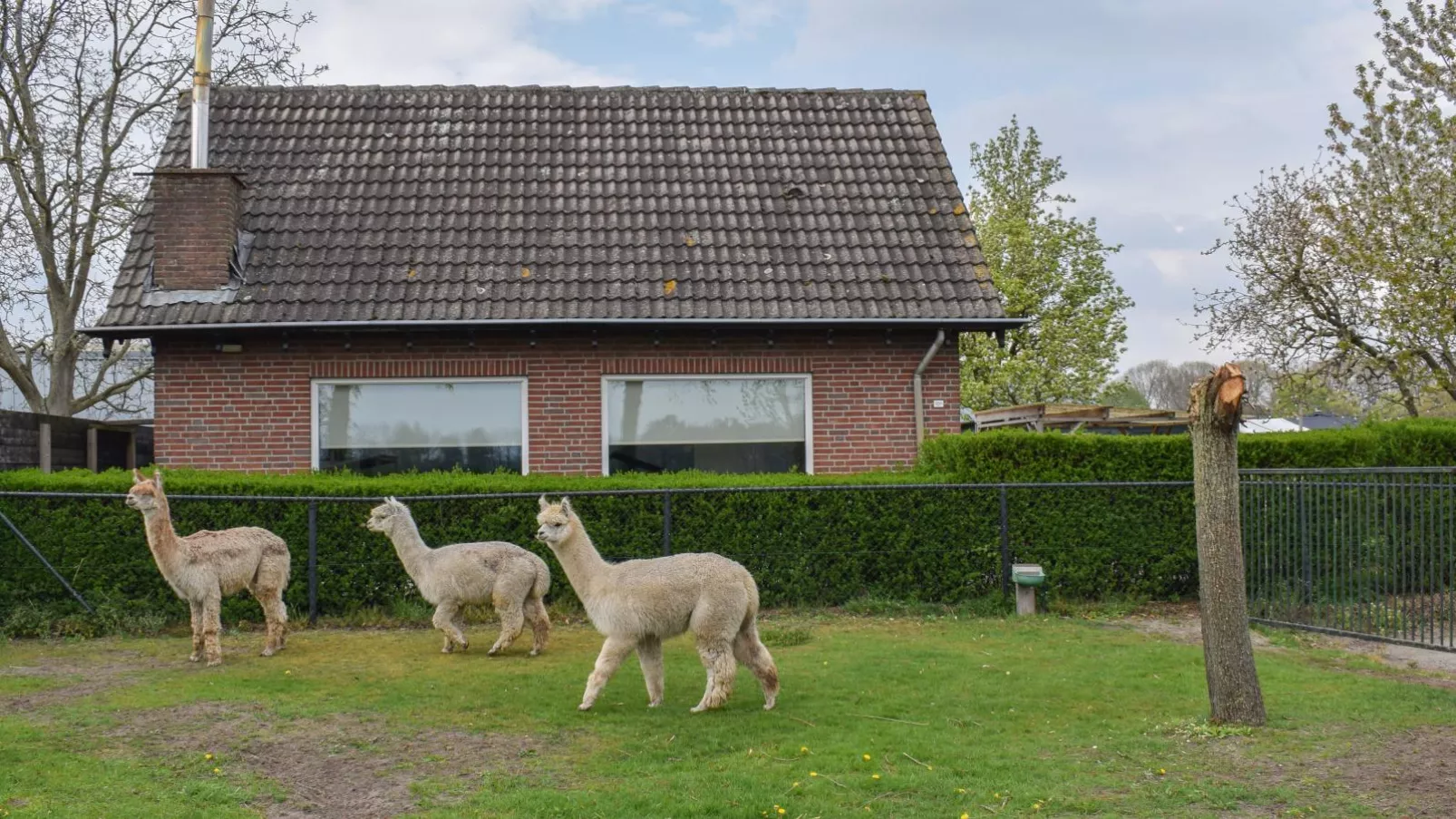 Alpacafarm Vorstenbosch-Exterior summer