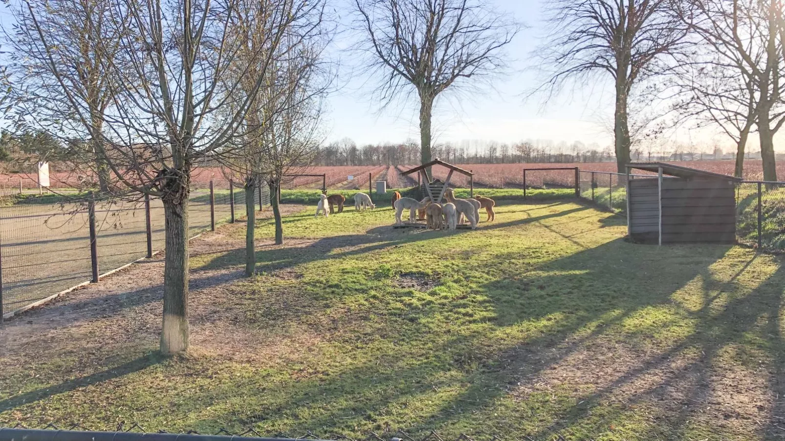 Alpacafarm Vorstenbosch-View summer