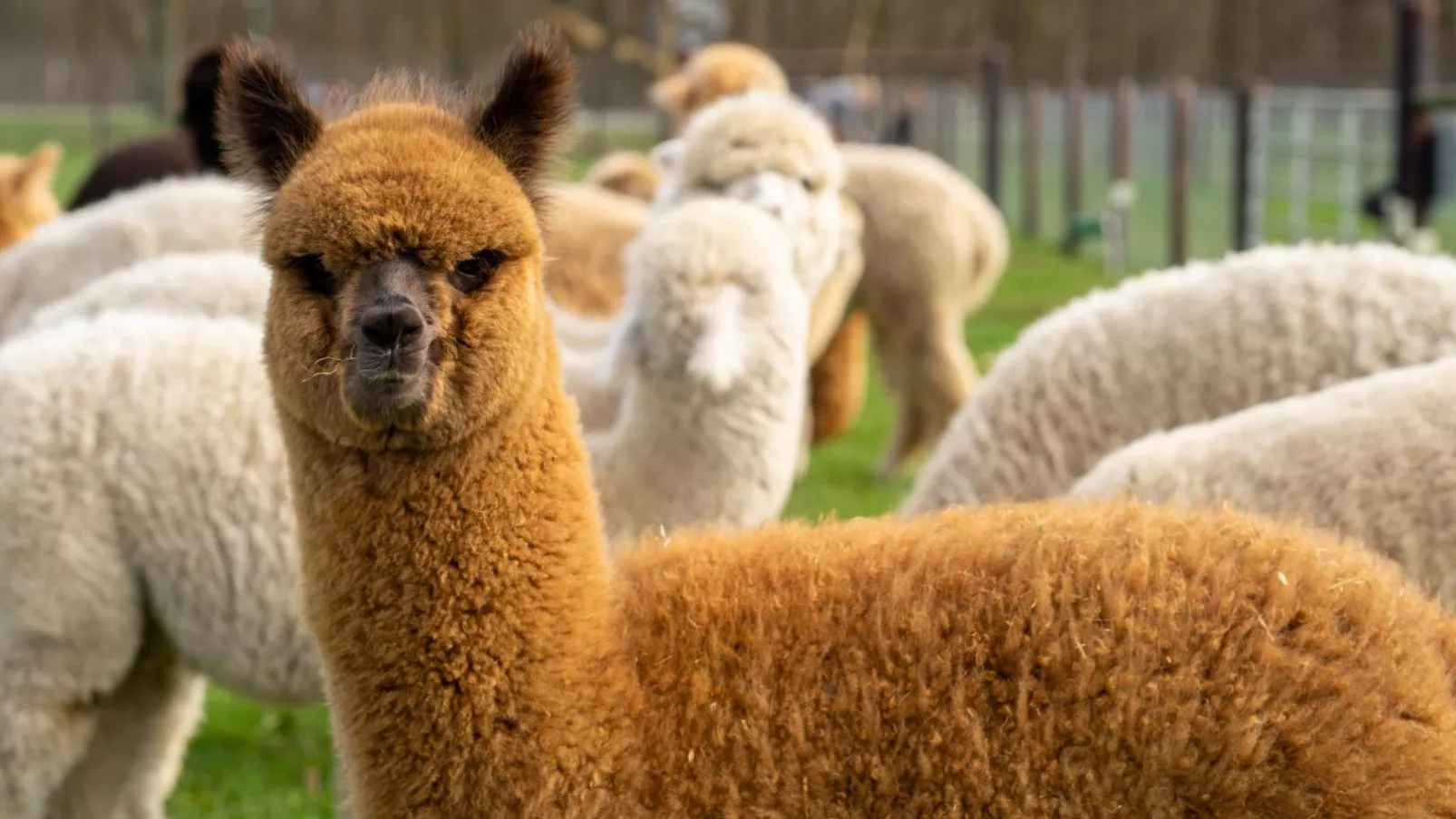 Alpacafarm Vorstenbosch-Atmosphere