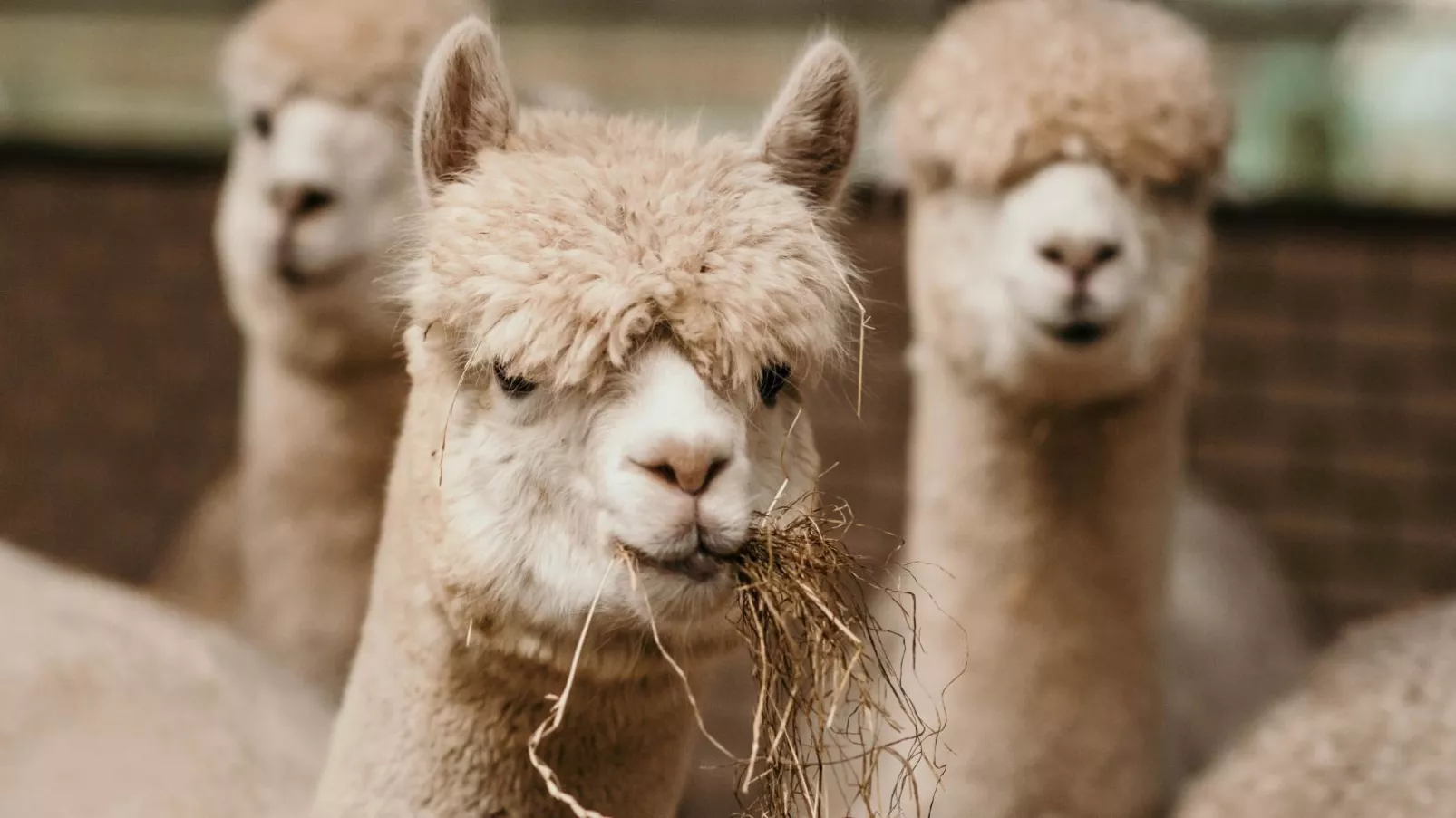 Alpacafarm Vorstenbosch-Atmosphere