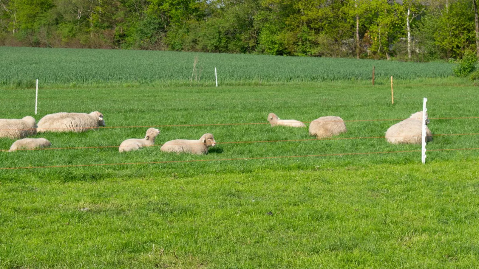 Weidezicht-Garten Sommer