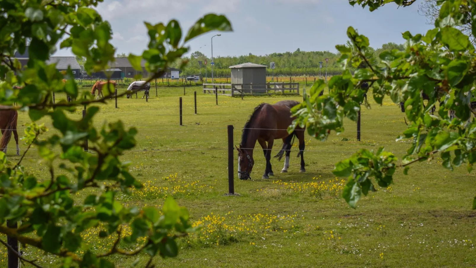 De Huismus-View summer