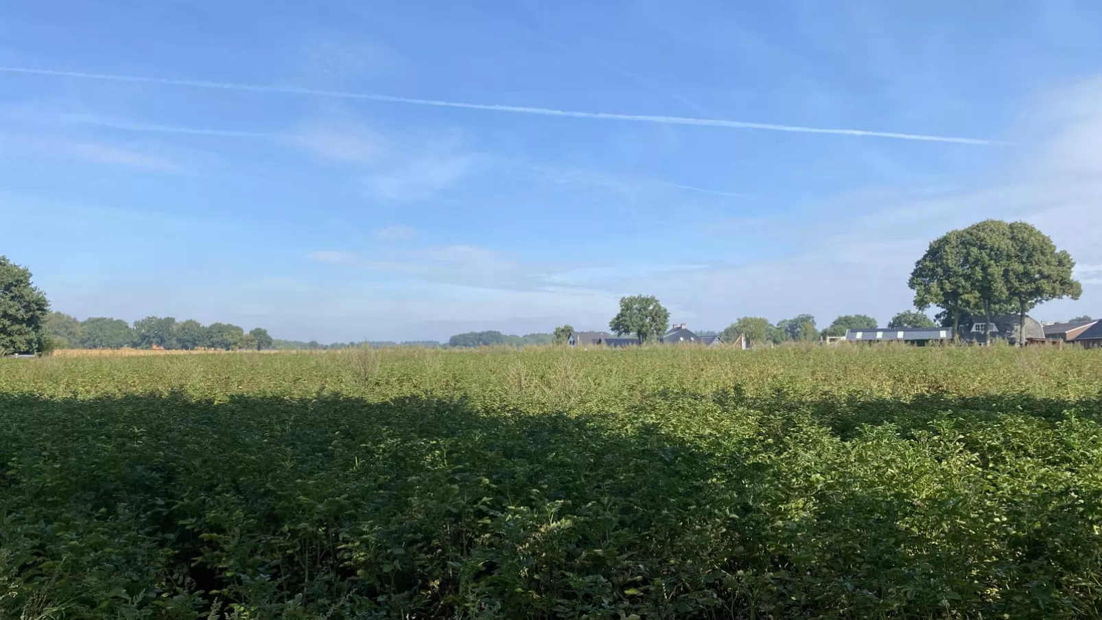 De Kolibrie-View summer