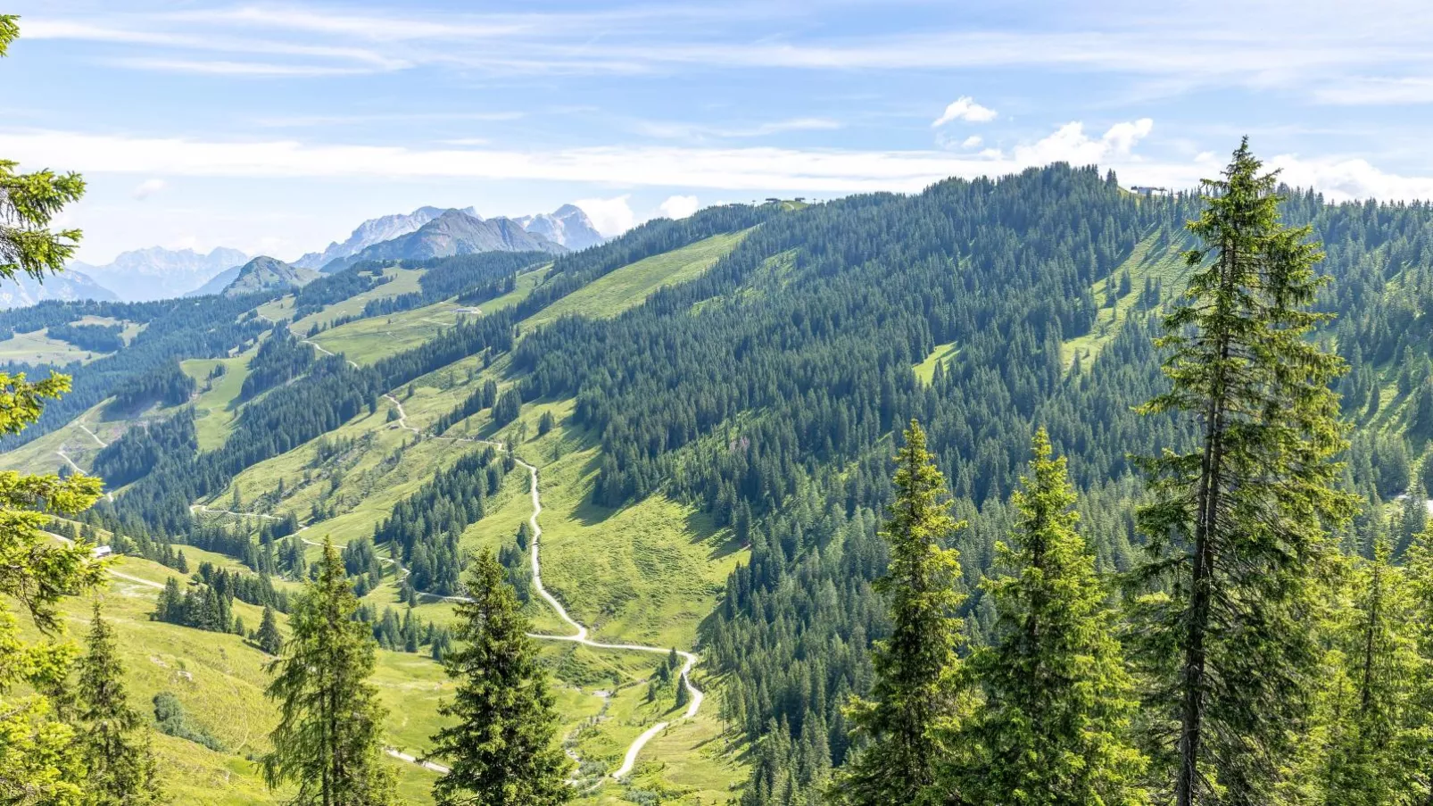 Alpensteinbock Saalbach D-Areas within 20km in summer