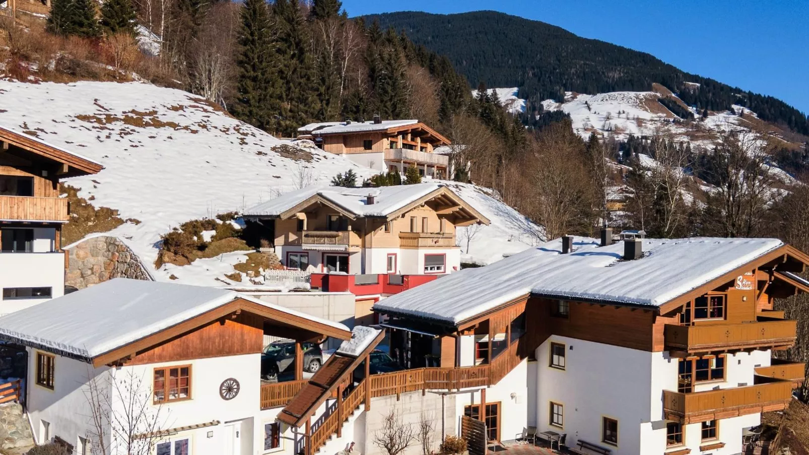 Alpensteinbock Saalbach-Exterior winter