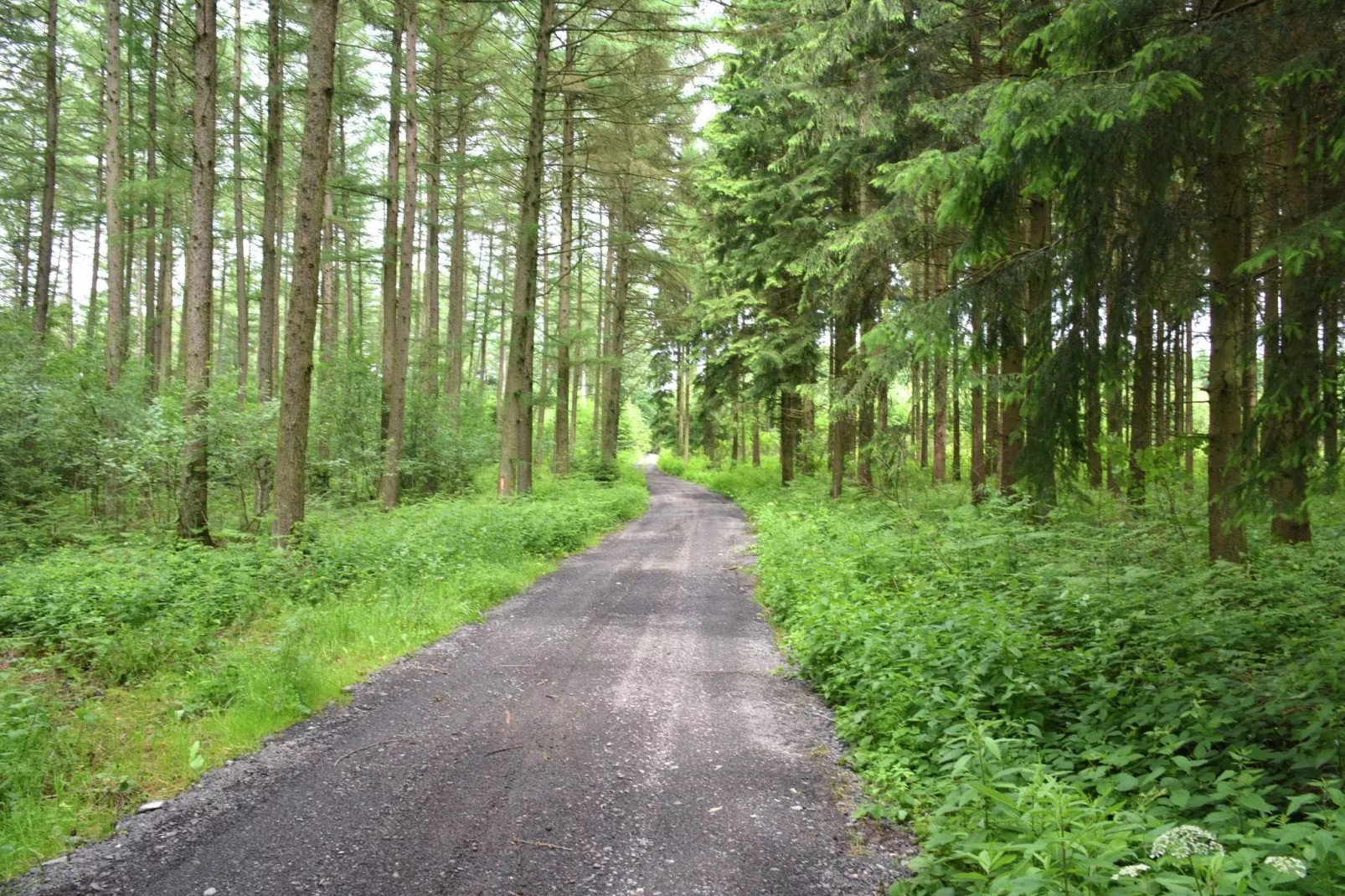 Sapin-Paul-Areas summer 5km
