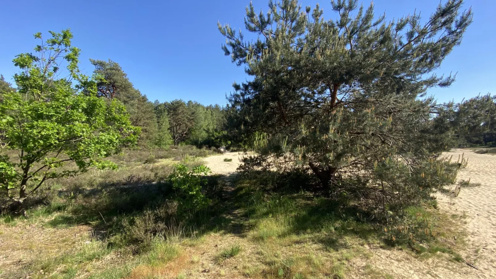 Boshuisje-Gebiete Sommer 1 km