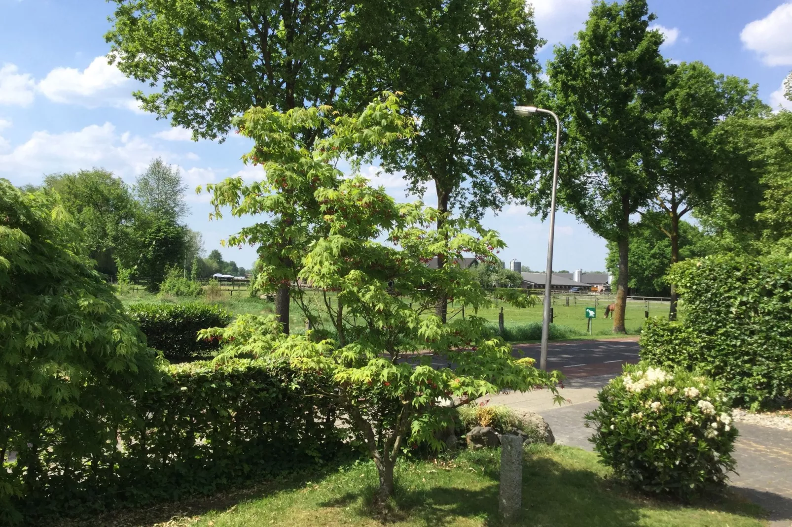 Ganzenmars-View summer