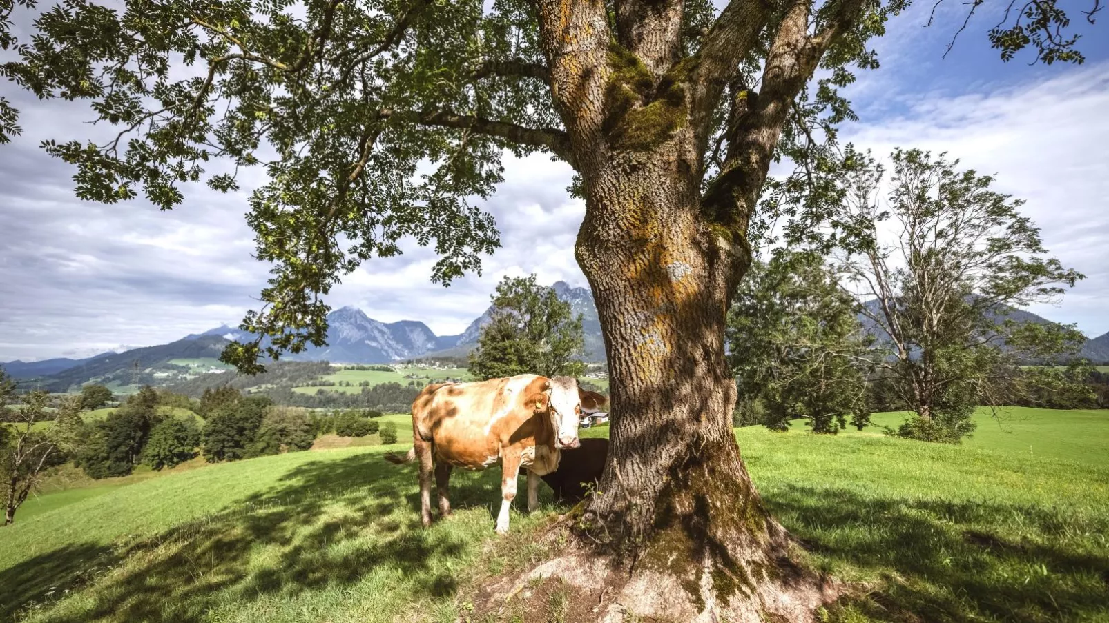 Naturpark Chalet Schladming-Dachstein-Areas summer 1km
