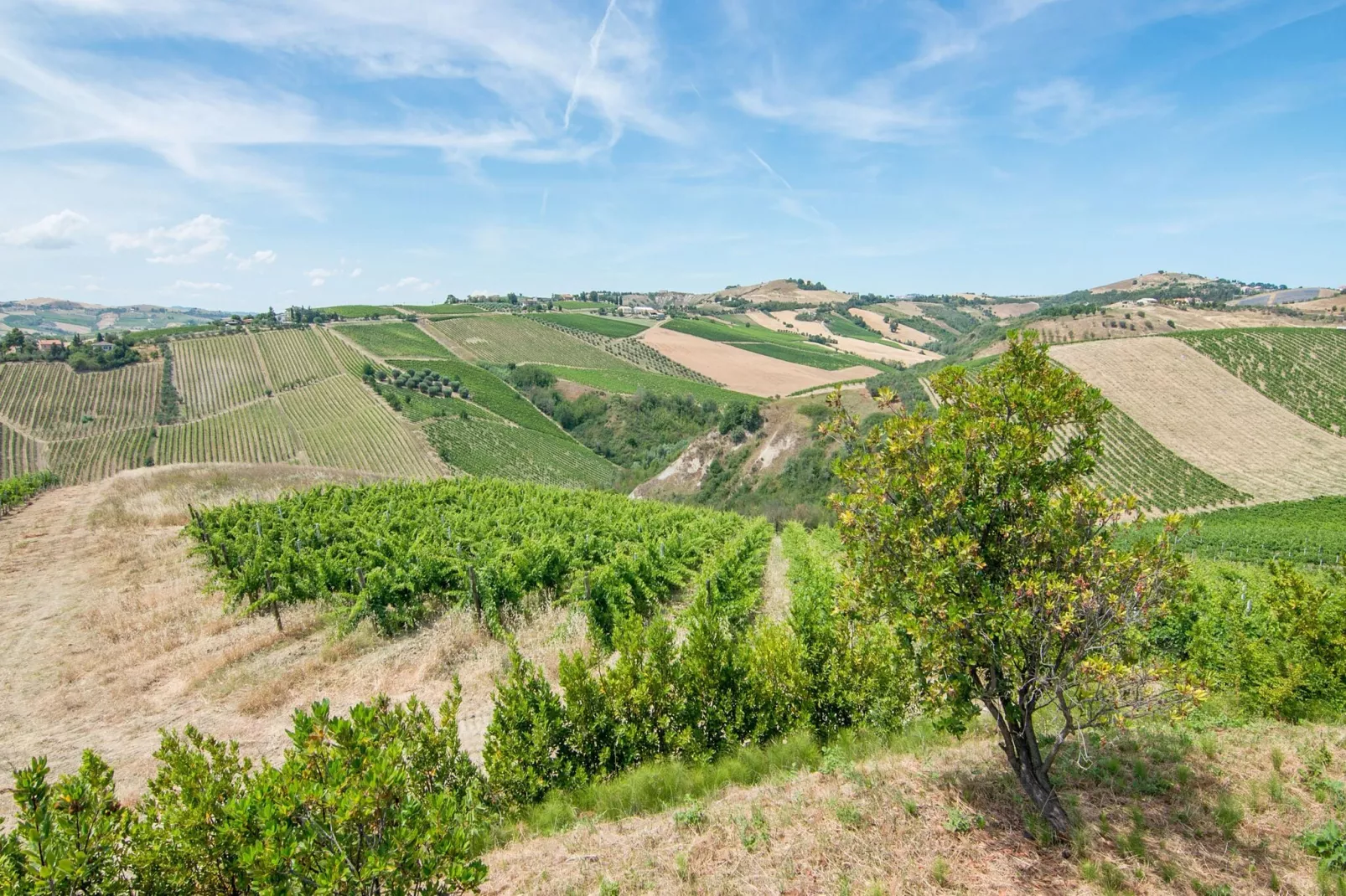 Cardo-Areas summer 1km
