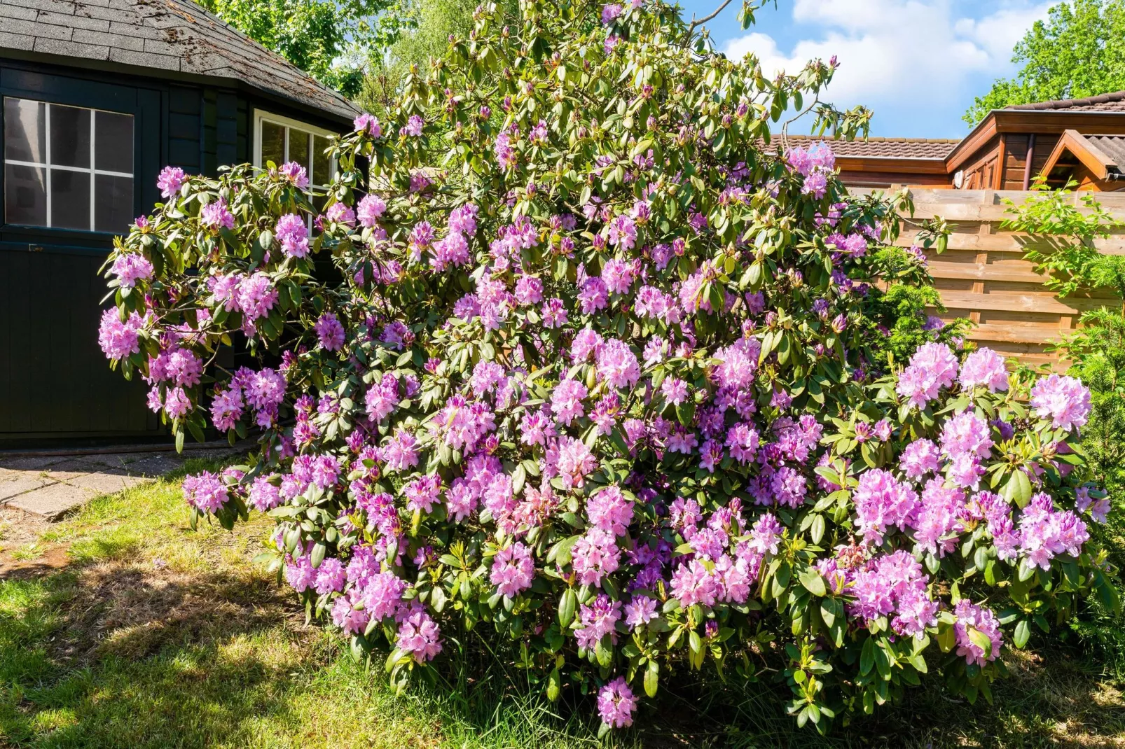 De Veluwse Kip-Gardens summer