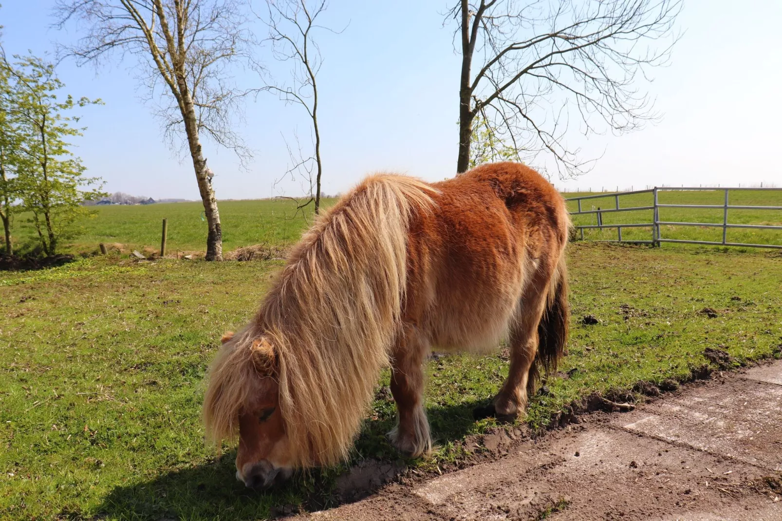Gezellige Boerderij met chalet in Friesland-Gebiete Sommer 1 km