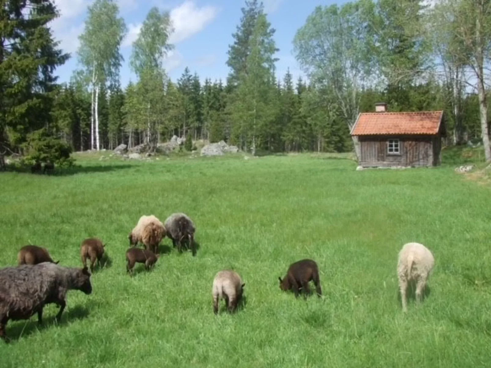 Skarpsätter Sportgård-Outside