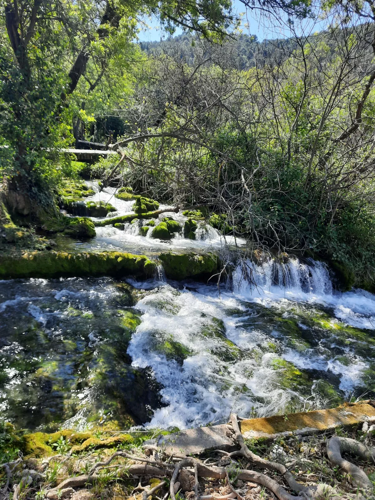 Dalmacia-Area