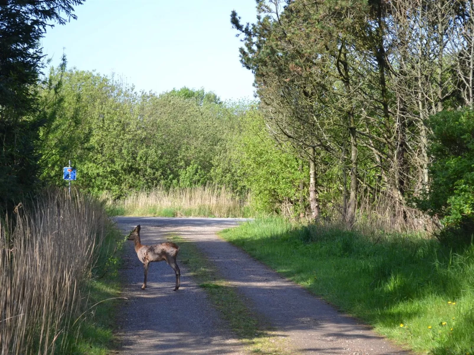 "Denisa" - 2.3km from the sea-Outside