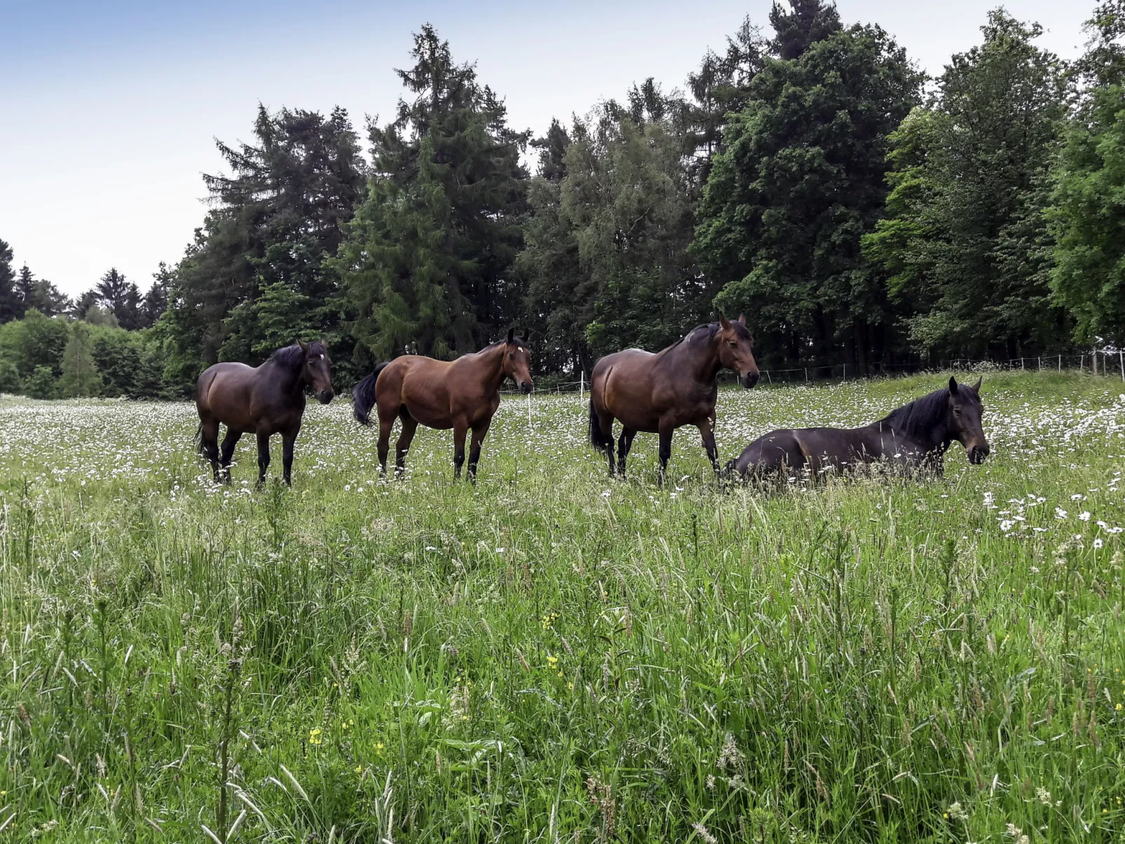 Dom na Skraju-Draußen