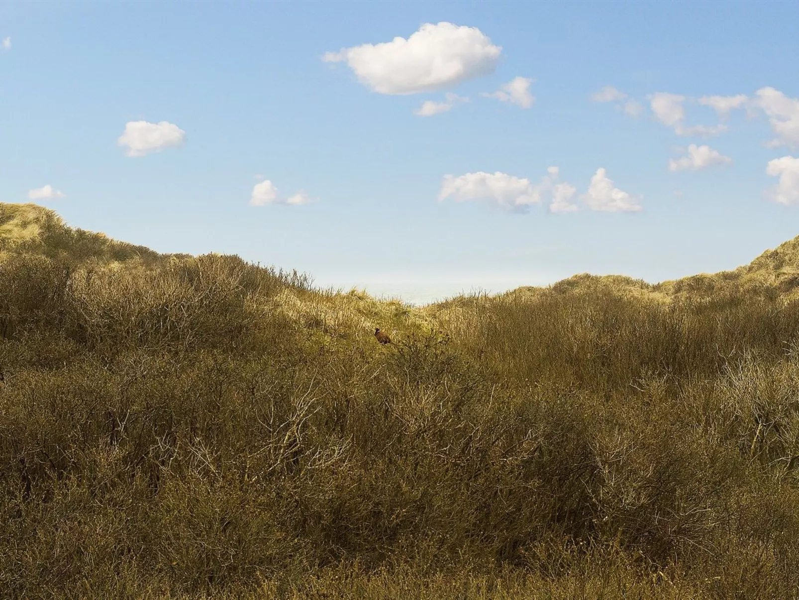 "Annaliese" - 175m from the sea-Draußen