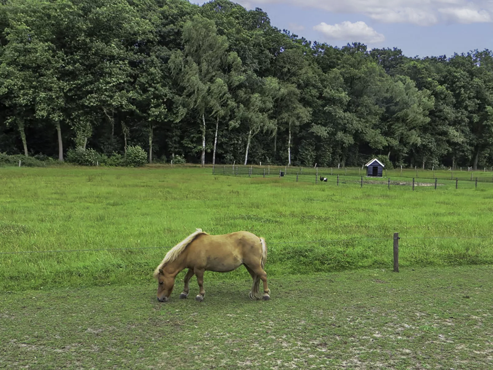 Familieboerderij-Dehors