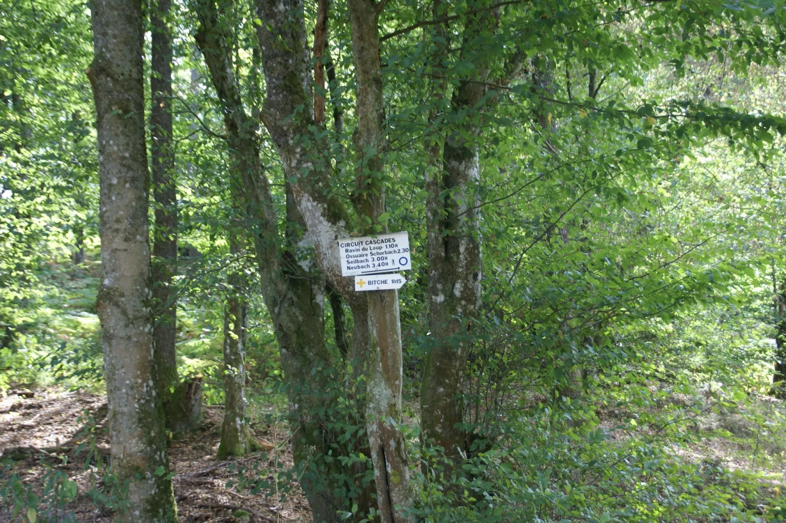 La Schwingmuhle-Areas summer 1km