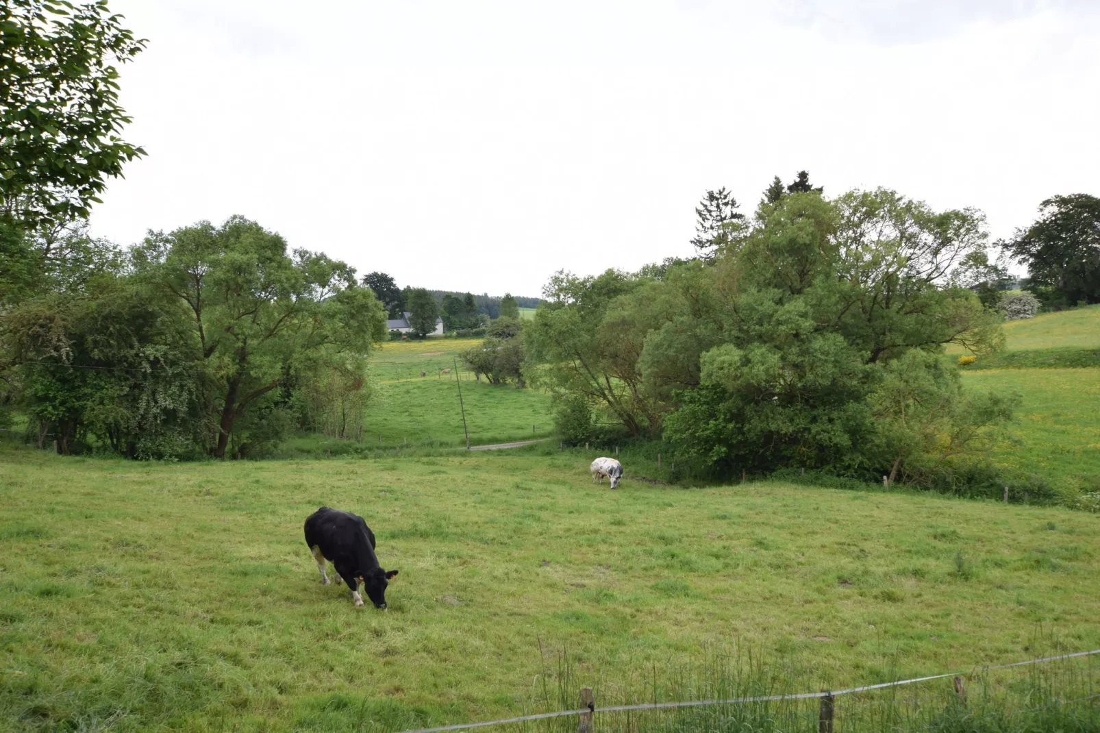 Maquis du cerf-View summer