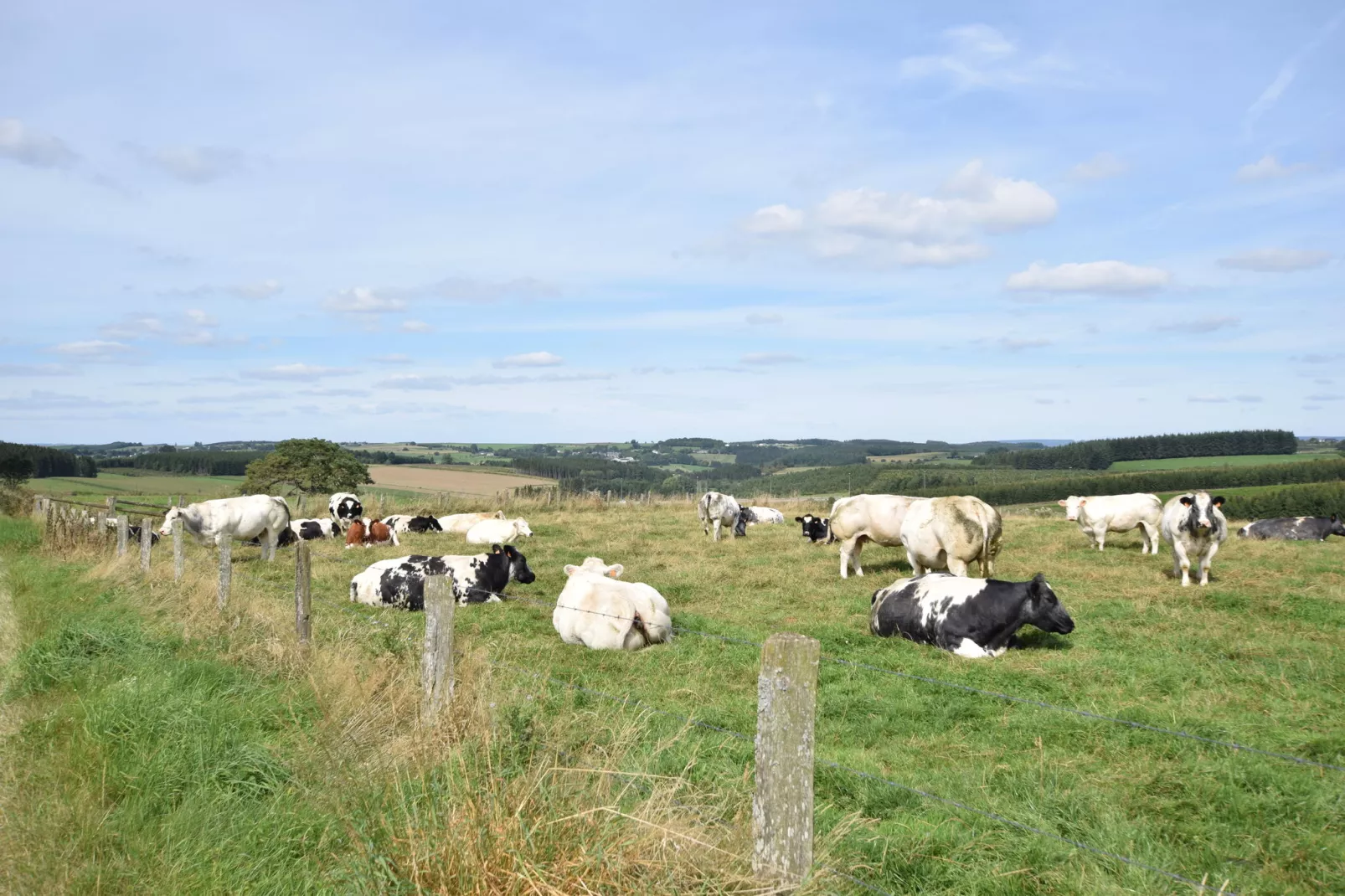 Maquis du cerf-Areas summer 5km