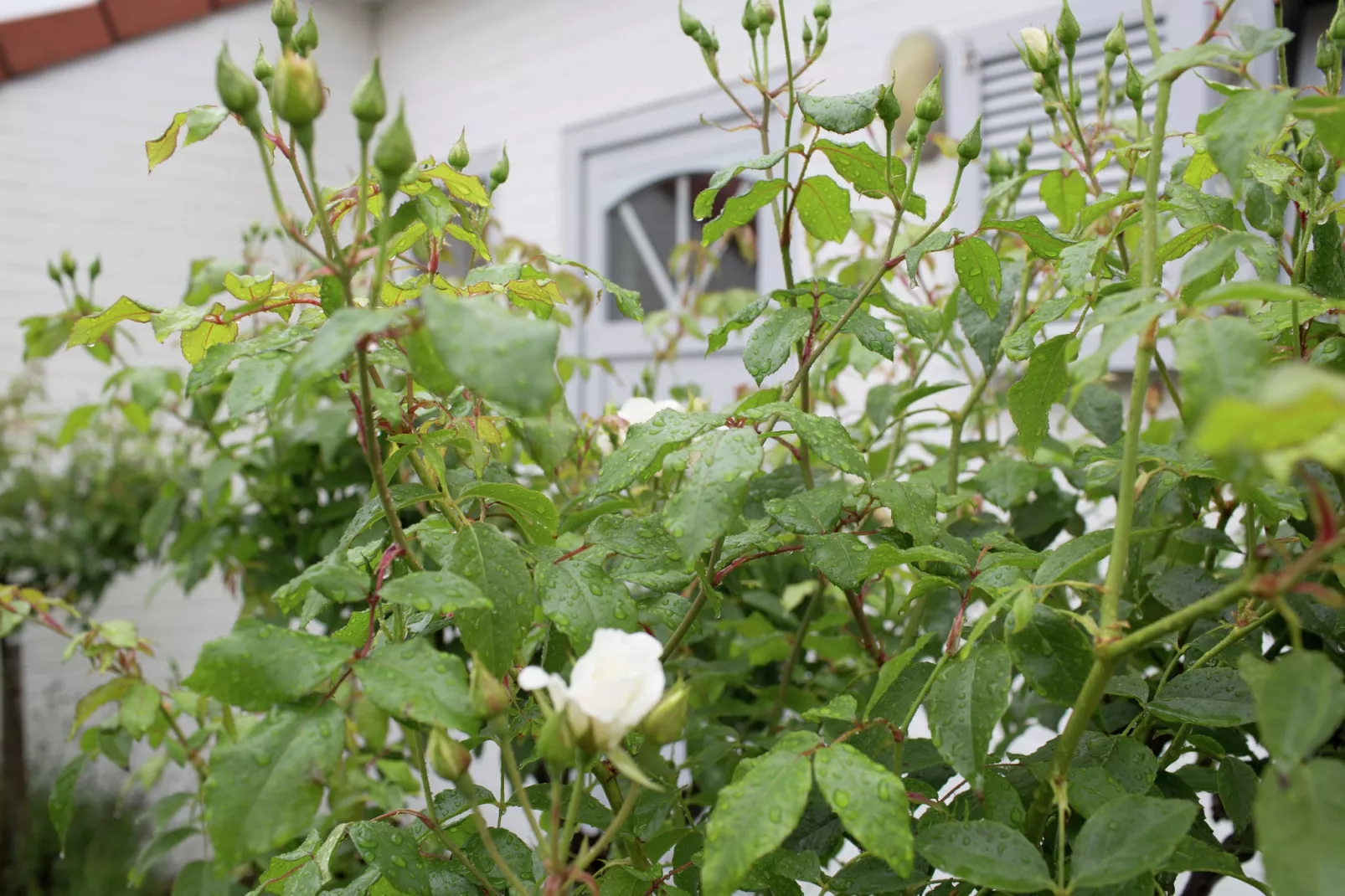 Sea Side 45-Gardens summer