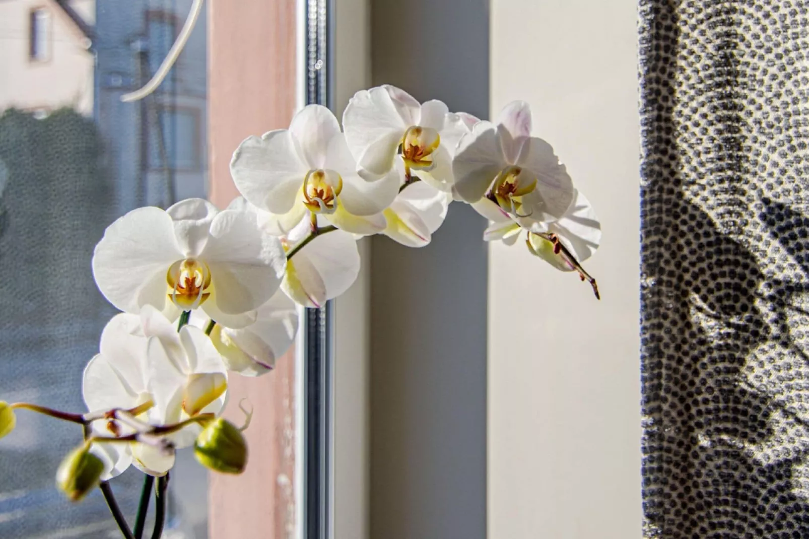 LE MILLE FIORI HOUSE-Atmosphere