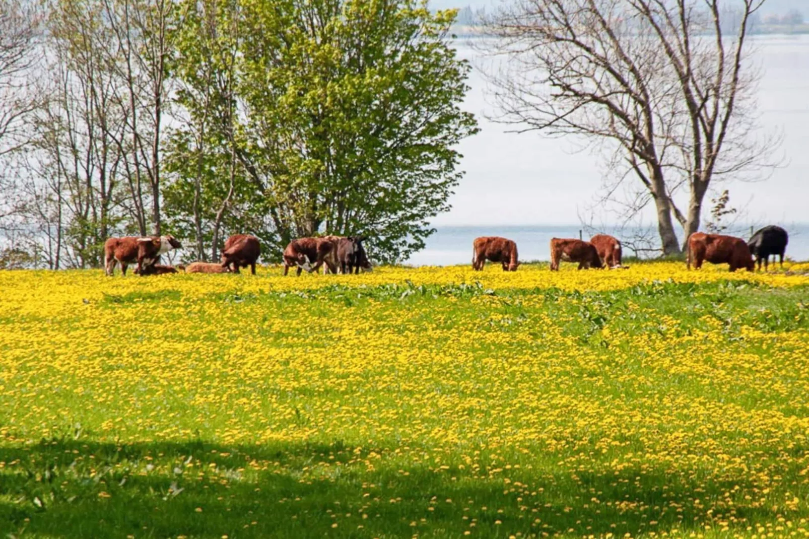 Lakeview Cottage Retreat-By Traum