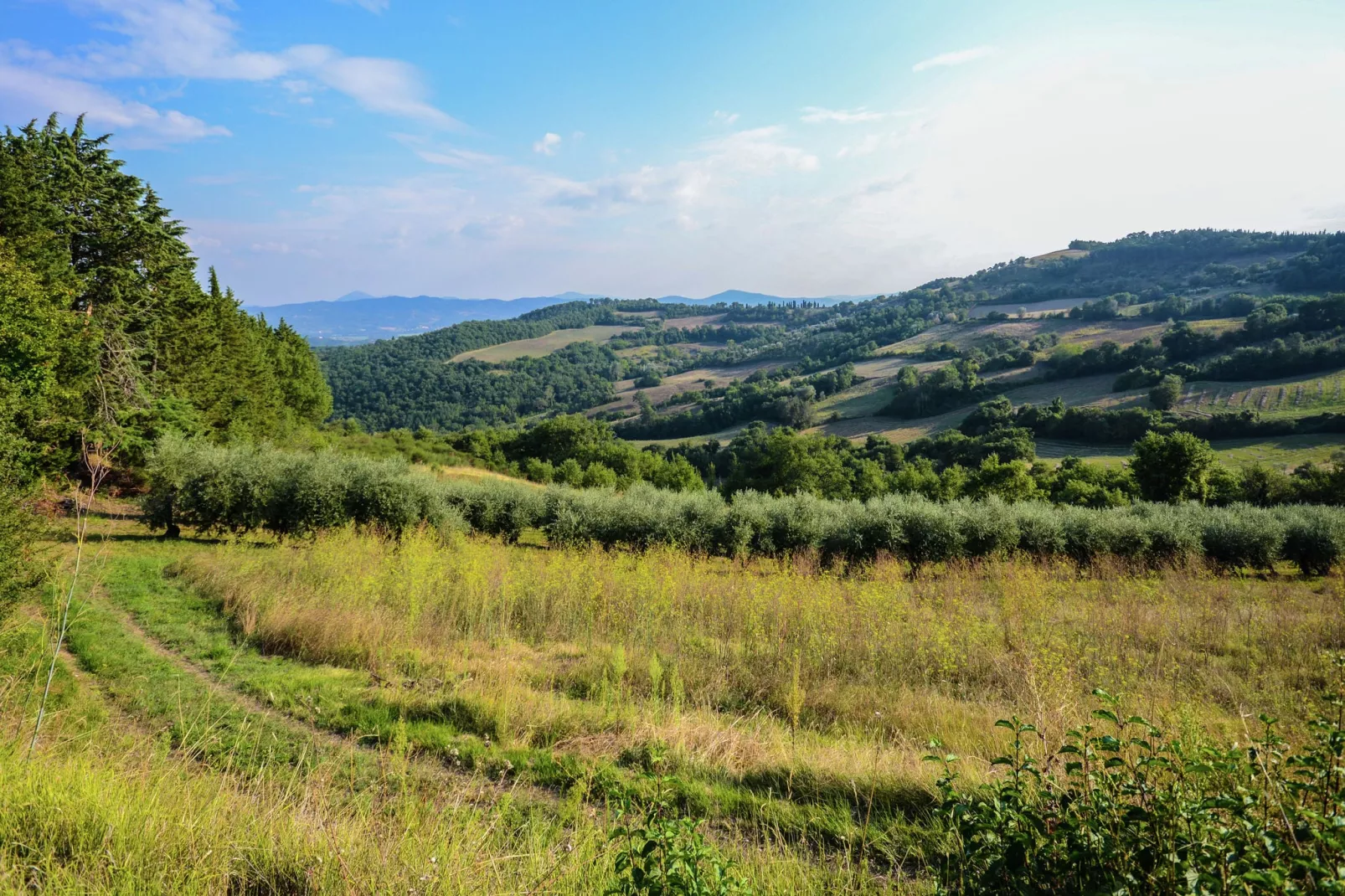 Granaio-Areas summer 1km