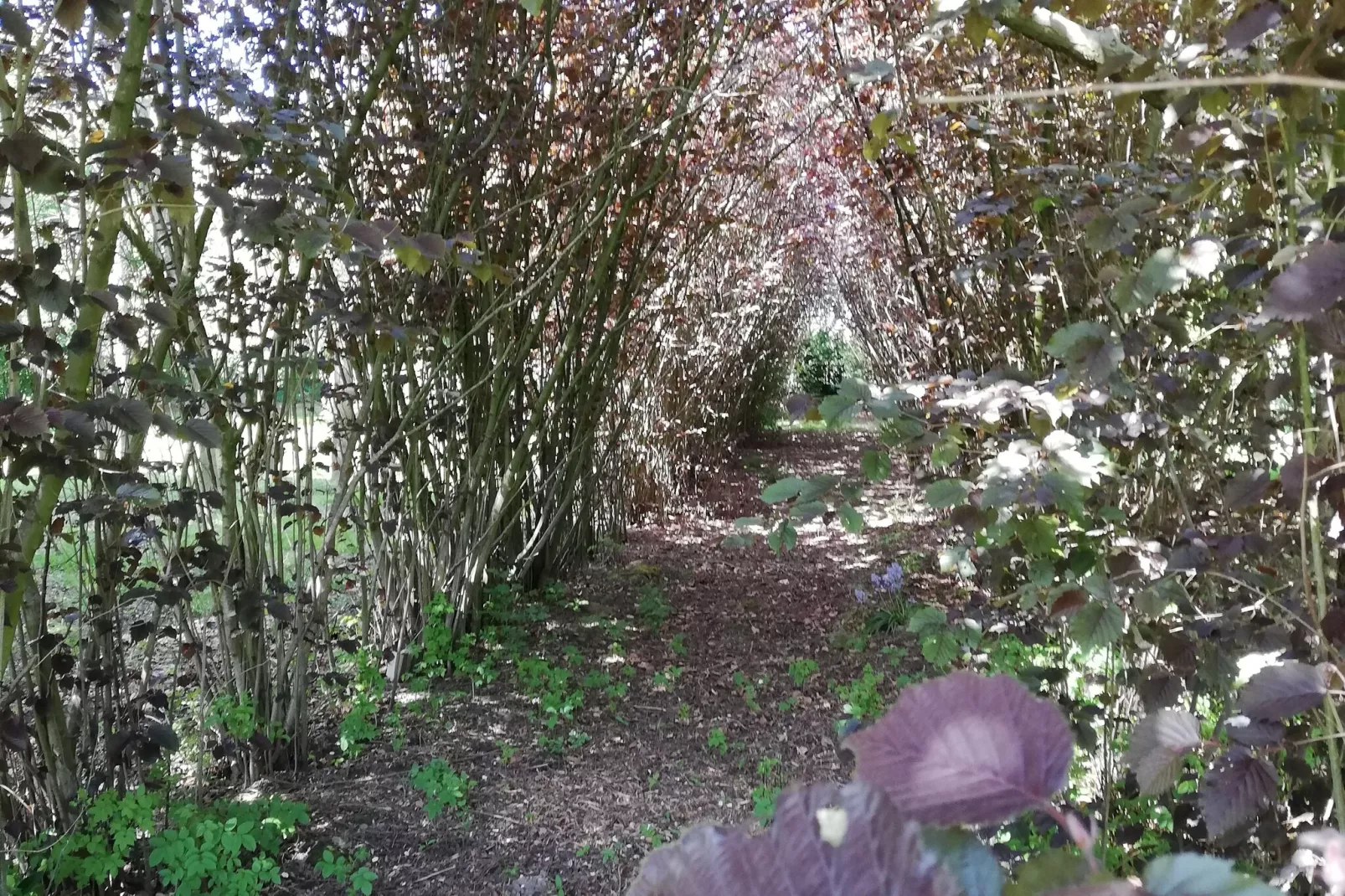 Nuvola-Gardens summer