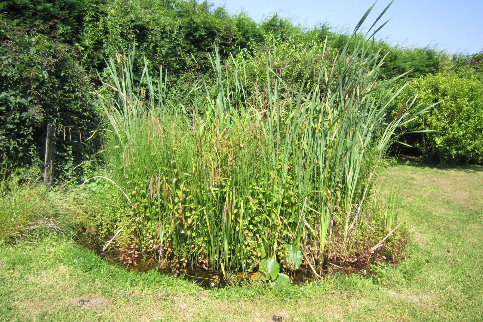 De Reus van Horebeke-Gardens summer
