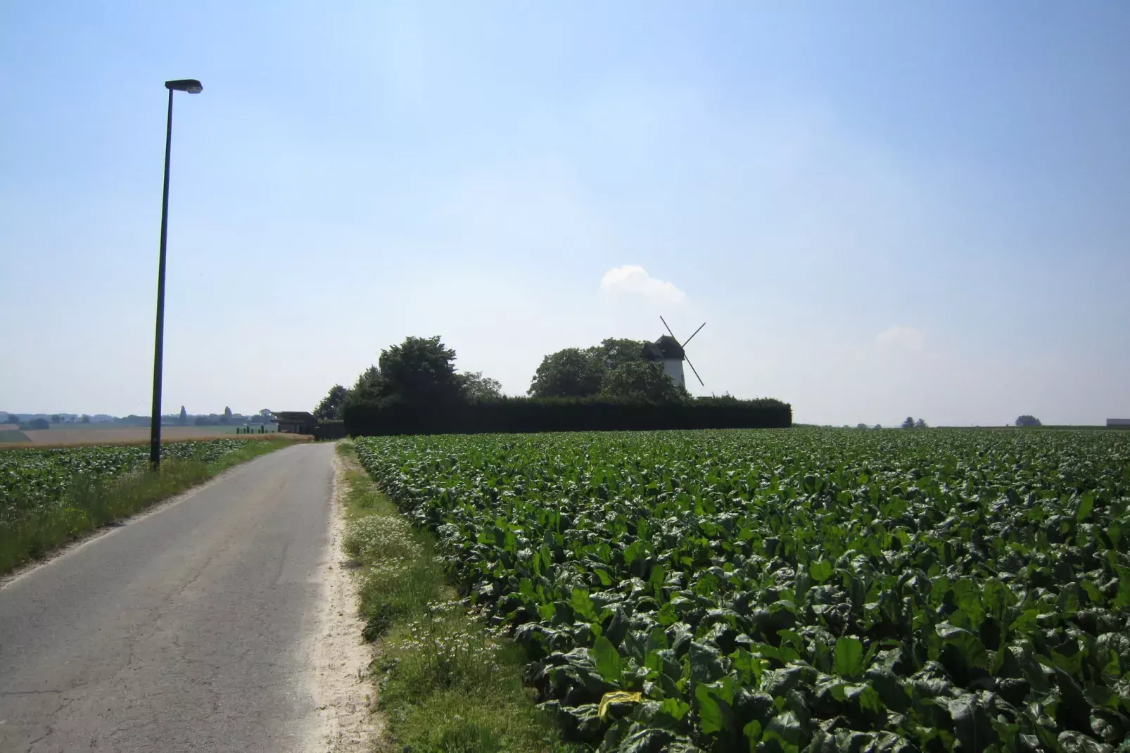 De Reus van Horebeke-View summer